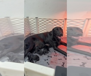 Labrador Retriever Litter for sale in PLYMOUTH, MA, USA