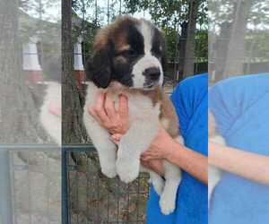 Saint Bernard Puppy for sale in COTTAGEVILLE, SC, USA