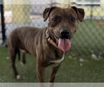Small #1 Plott Hound Mix