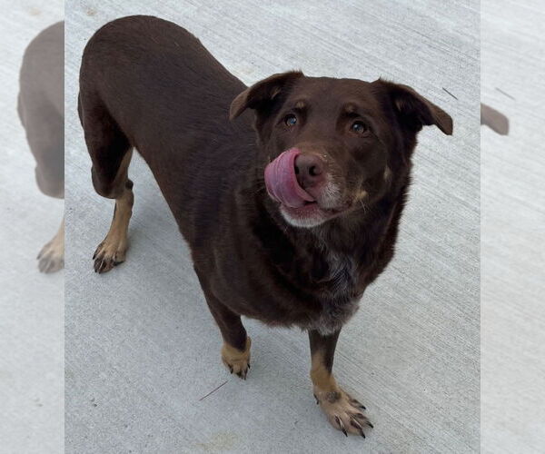 Medium Photo #2 Catahoula Leopard Dog Puppy For Sale in Tarboro, NC, USA