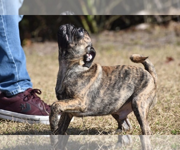 Medium Photo #4 Pug Puppy For Sale in PALM COAST, FL, USA
