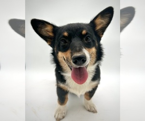 Pembroke Welsh Corgi Puppy for sale in FAIRBANK, IA, USA