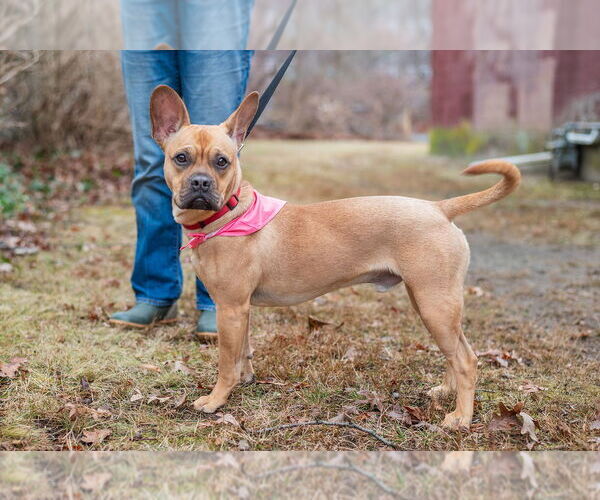 Medium Photo #10 French Bulldog-Unknown Mix Puppy For Sale in Oak Bluffs, MA, USA