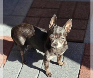 Chihuahua Dogs for adoption in MIDWAY, UT, USA