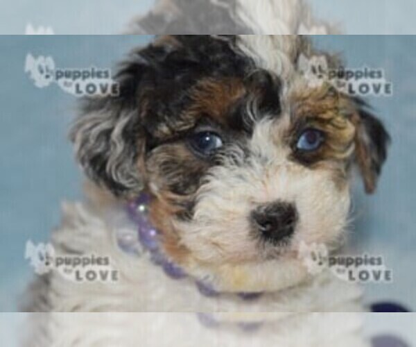 Medium Photo #3 Aussiedoodle Puppy For Sale in SANGER, TX, USA