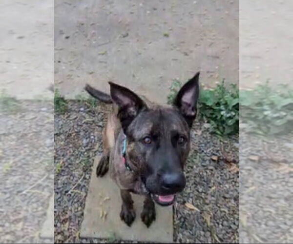 Medium Photo #3 Holland Shepherd-Unknown Mix Puppy For Sale in Woodland Hills, CA, USA