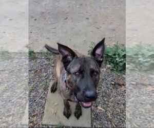 FLYNT - Male Holland Shepherd-Unknown Mix Dog for Adoption - Photo #3