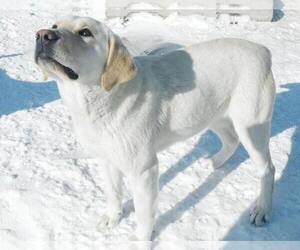 Mother of the English Cream Golden Retriever-Labrador Retriever Mix puppies born on 09/03/2025