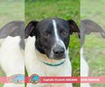 CAPTAIN CRUNCH - Male Labrador Retriever-Unknown Mix Dog for Adoption - Small photo
