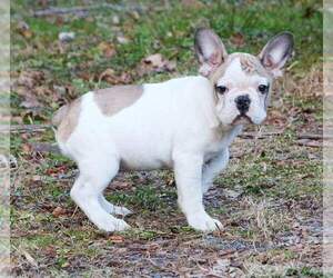 French Bulldog Puppy for sale in DEEP GAP, NC, USA