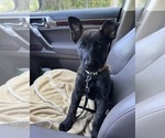 Small Dutch Shepherd Dog