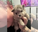 Puppy Merle Girl 2 Pomeranian
