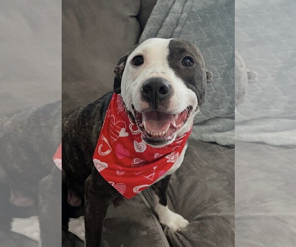 Medium Photo #1 American Pit Bull Terrier Puppy For Sale in Pottstown, PA, USA