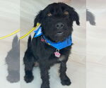 Small #6 Wirehaired lab