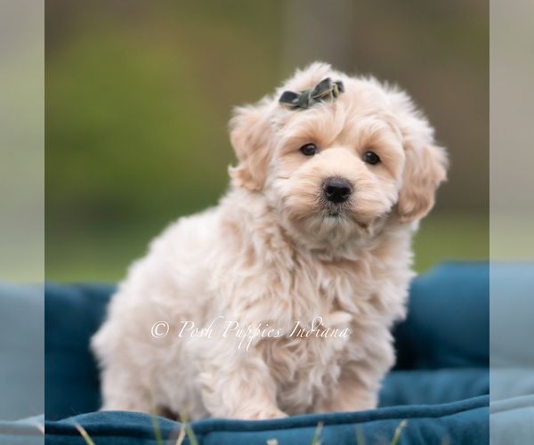 Medium Photo #4 Maltipoo (Miniature) Puppy For Sale in WARSAW, IN, USA