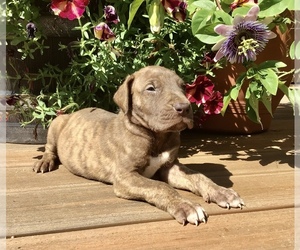 Great Dane Puppy for sale in BANGOR, WI, USA