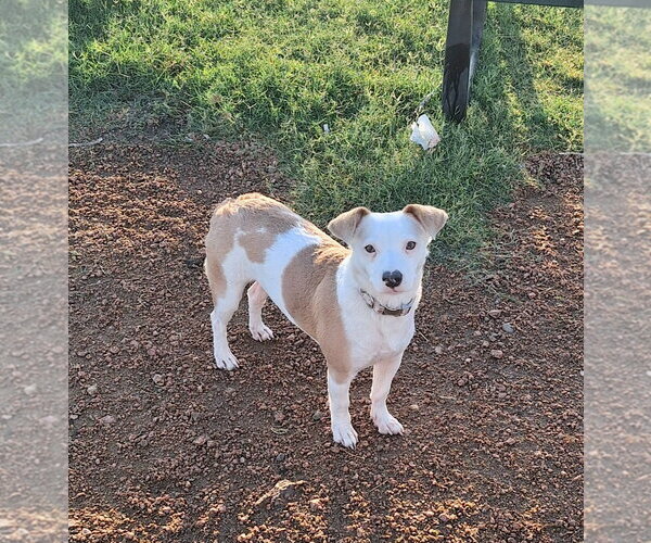 Medium Photo #1 Jack-Rat Terrier Puppy For Sale in Missouri City, TX, USA
