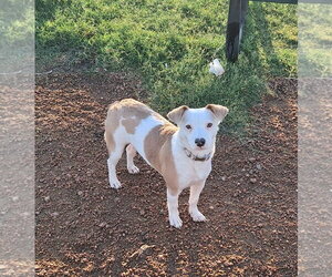 Jack-Rat Terrier Dogs for adoption in Missouri City, TX, USA