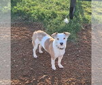 Maypearl - Female Jack-Rat Terrier Dog for Adoption - Small photo