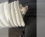 Small Photo #19 Pomsky Puppy For Sale in LOVELAND, CO, USA