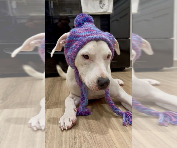 Medium Photo #15 Argentinian Mastiff-Unknown Mix Puppy For Sale in Mooresville, NC, USA