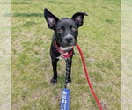 Small #9 American Pit Bull Terrier Mix
