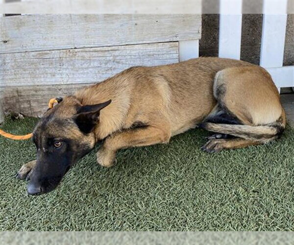 Medium Photo #1 Mutt Puppy For Sale in Modesto, CA, USA