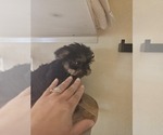 Small #1 Yorkshire Terrier