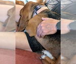 Small #2 Basset Hound