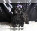 Small Photo #34 Poodle (Toy) Puppy For Sale in WARSAW, IN, USA