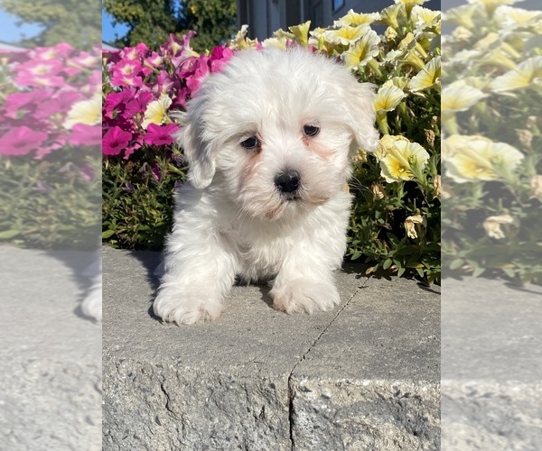 Medium Photo #1 Coton de Tulear Puppy For Sale in CANOGA, NY, USA