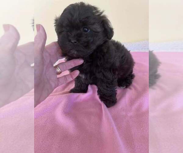 Medium Photo #3 ShihPoo Puppy For Sale in WINGATE, NC, USA