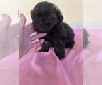 Small #2 ShihPoo