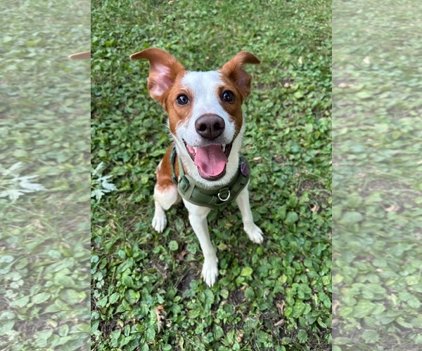 Medium Photo #3 Australian Shepherd-Unknown Mix Puppy For Sale in Minneapolis, MN, USA
