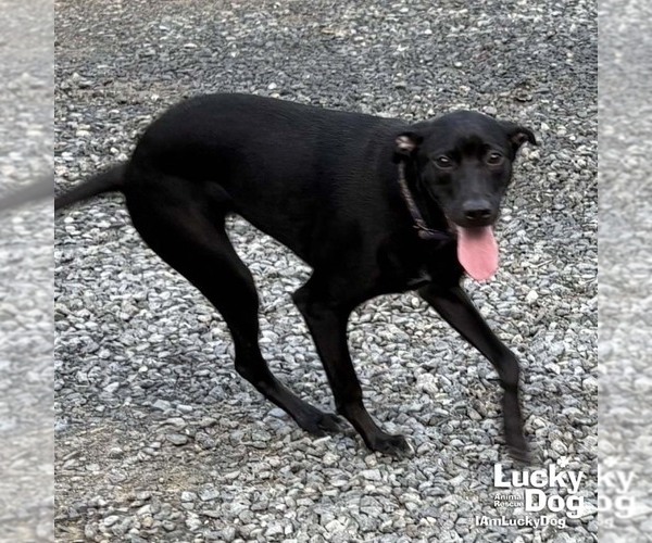 Medium Photo #2 Labrador Retriever-Retriever  Mix Puppy For Sale in Washington, DC, USA