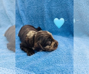Cock-A-Poo Puppy for sale in FYFFE, AL, USA