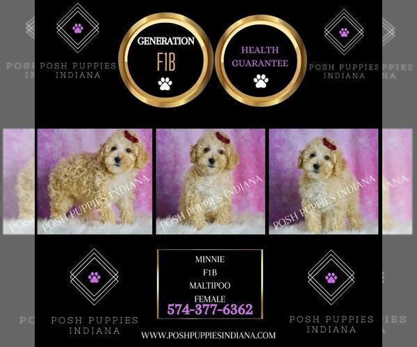 Medium Photo #31 Maltipoo (Miniature) Puppy For Sale in WARSAW, IN, USA