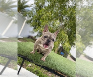 French Bulldog Puppy for sale in CAPE CORAL, FL, USA