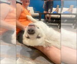 Small #15 Great Pyrenees Mix