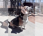 Small #7 Beagle