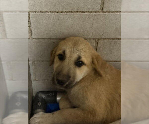 Medium Photo #1 Anatolian Shepherd-Unknown Mix Puppy For Sale in Stockton, CA, USA