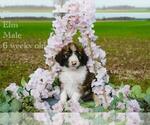 Puppy Elm Bordoodle