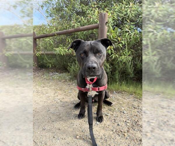 Medium Photo #3 Mutt Puppy For Sale in Chula Vista, CA, USA