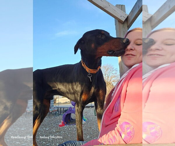 Medium Photo #4 Doberman Pinscher Puppy For Sale in Foristell, MO, USA
