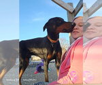 Small #3 Doberman Pinscher