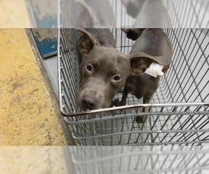 Mutt Dogs for adoption in Tulsa, OK, USA