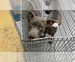 MARY KATE - Female Mutt Dog for Adoption - Small photo