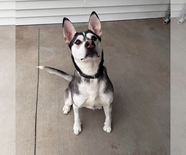 Medium Photo #6 Siberian Husky-Unknown Mix Puppy For Sale in Muskegon, MI, USA