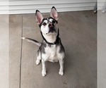 Small #5 Siberian Husky Mix