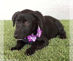 Small #1 Mutt